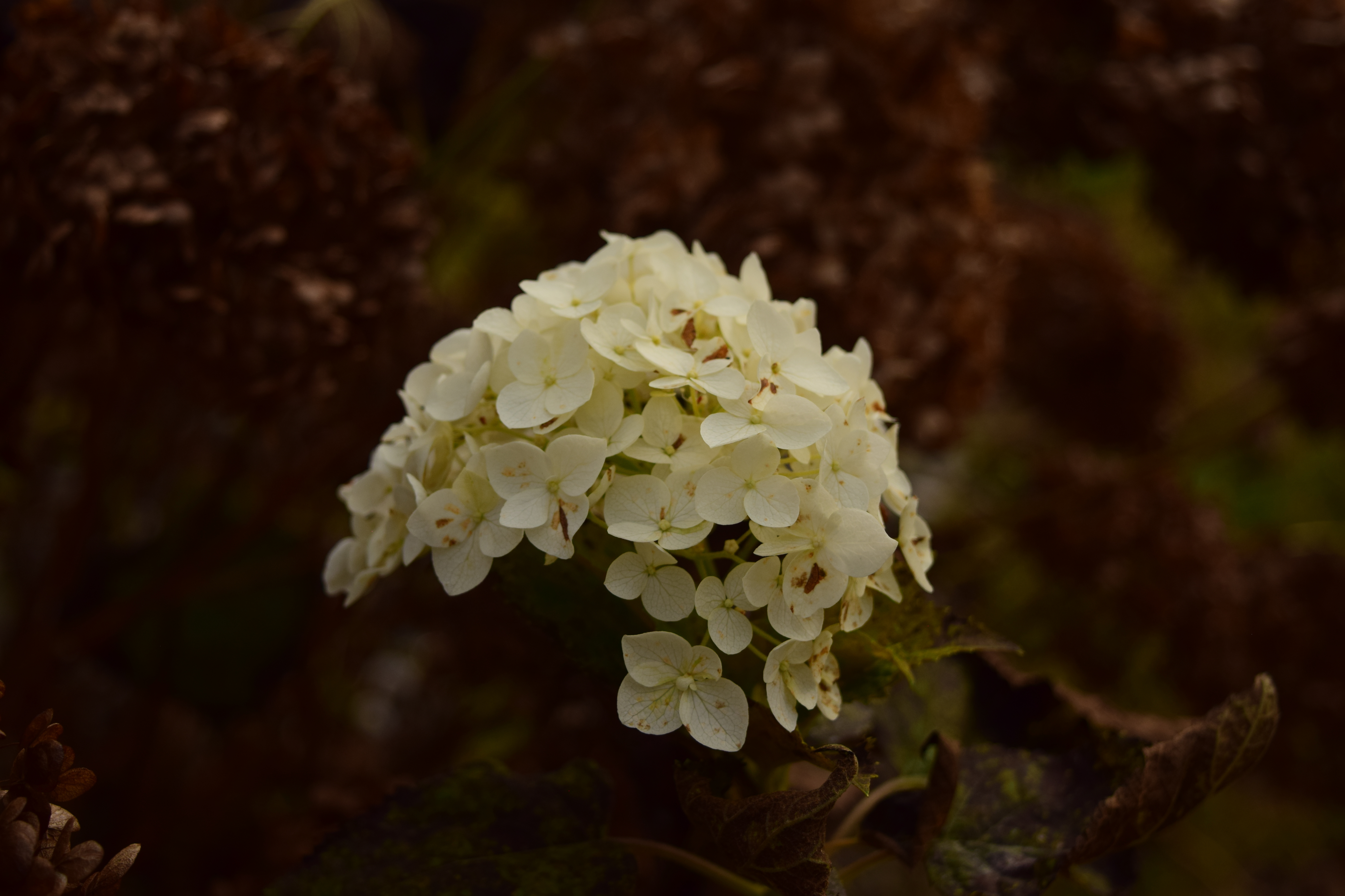 Hydrangea blossom