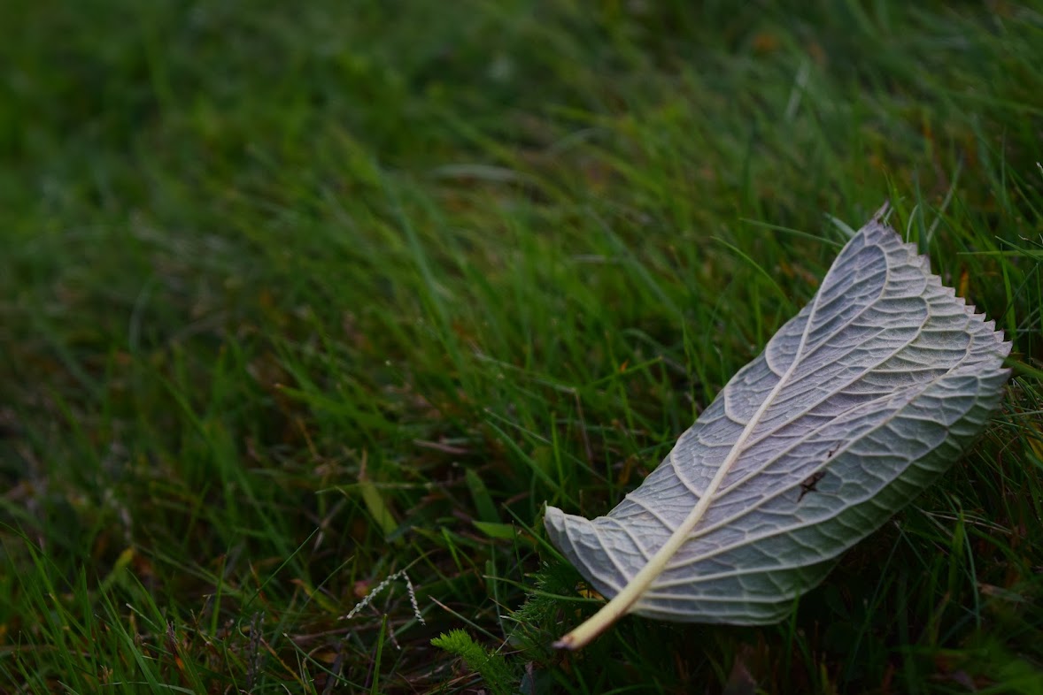 Leaf on grass